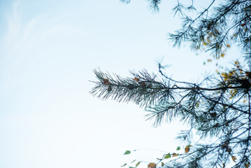 Pine tree branches on blue sky, vintage stylized photo. Natural original background with copy space 