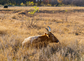 A single longhorn lying down at rest in a sparse field of brown grass and few shrubs