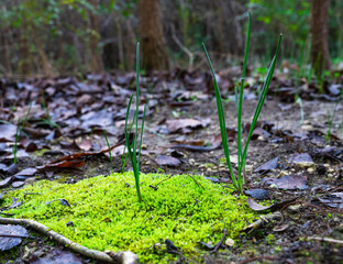 A small green island of moss growing on the wet muddy and leaf strewn forest floor