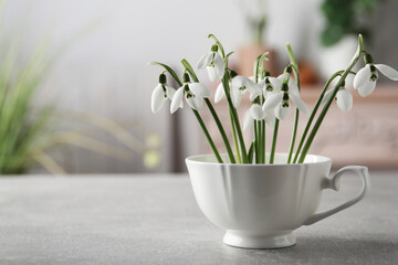 Beautiful snowdrop flowers in cup on light grey table, space for text