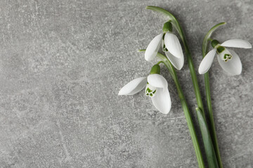 Fototapeta premium Beautiful snowdrop flowers on grey table, flat lay. Space for text