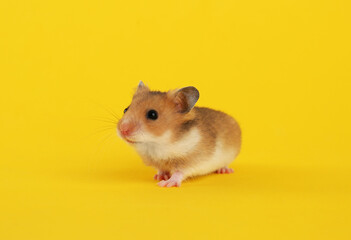 Cute little fluffy hamster on yellow background