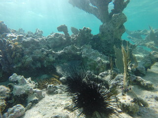 corail sur reflet de soleil