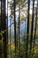Obraz premium Hiking the Japanese Kumano Kodo Pilgrimage Trail - Nakahechi Route (熊野古道 - 中辺路コース) | On the trail