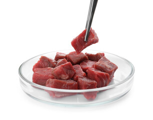 Taking raw cultured meat out of Petri dish with tweezers on white background