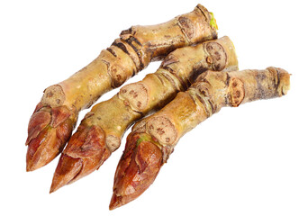 Closeup on Black Poplar Twigs and Buds (Populus Nigra). Isolated on White Background.