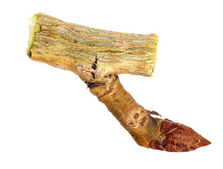 Closeup on a Single Black Poplar Tree Bud (Populus Nigra). Fresh Raw Bud Growing off the Stem. Isolated on White Background.