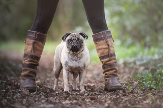 pug dog in between legs