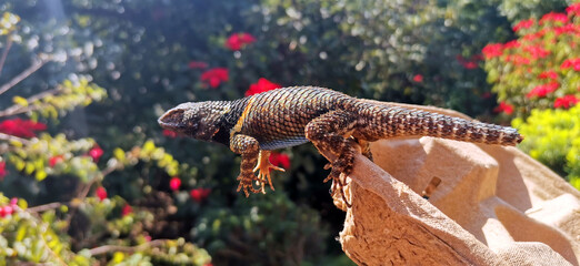 Reptil posando