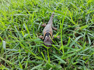 Lagartija en el pasto