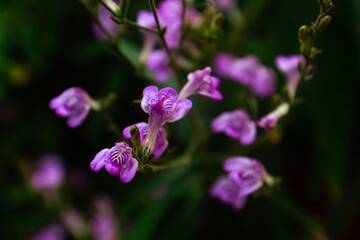 Obraz premium Beautiful purple flowers. Nature background.