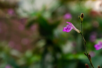 Beautiful purple flower. Nature background.