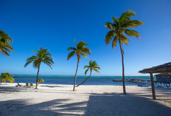Fototapeta premium Tropical white sand beach with coco palms and the turquoise sea on Caribbean island. Little Cayman, Cayman Islands 
