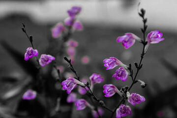 Beautiful purple flowers in the middle of gray world. One color nature background.