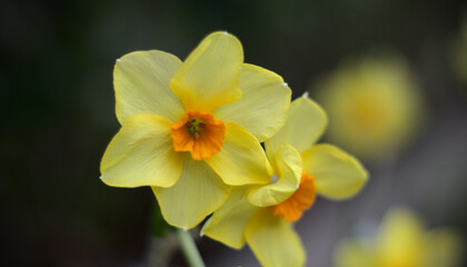 daffodils happy easter. Welcome to the spring