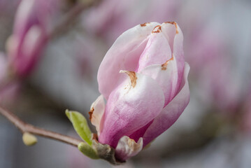 Magnolie - Bl&uuml;te