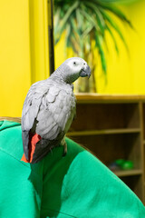 parrot gray with red tail sits