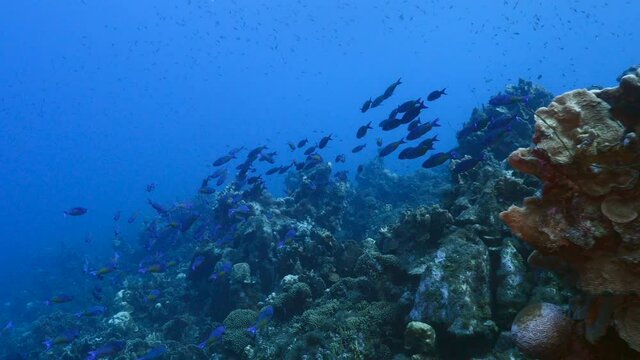 School of Creole Wrasse in coral reef of Caribbean Sea, Curacao