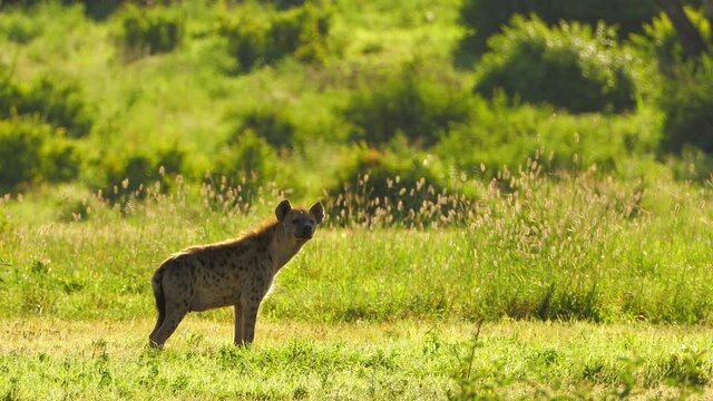 A medium shot of a Spotted Hyena feeding in the dense grass, captured during a scientific expedition in Tanzania, professional cinema equipment, Leica optics, downscale 6K.