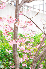 Obraz premium pink cherry blossom