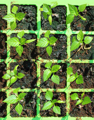 Green seedling box with young plants. Top down view of gardening tool. Agriculture theme background.