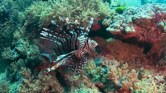 Lionfish underwater on a tropical coral reef in Thailand