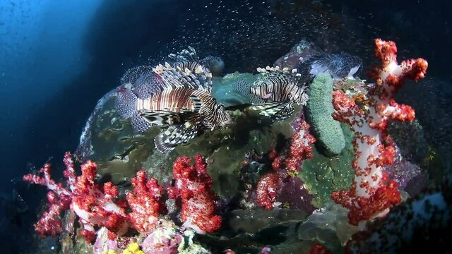 Lionfish hunting on a colorful coral reef in the tropics