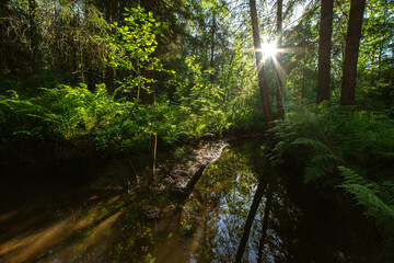 Forest river in a thicket of trees and ferns, the setting sun shines