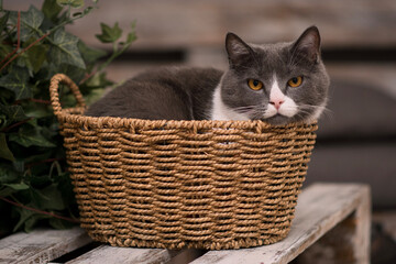 Fluffy gray cat in the basket.