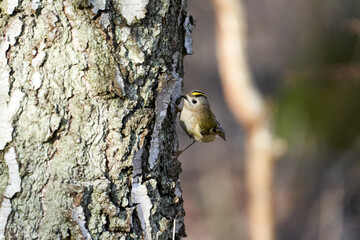 Fototapeta premium Goldcrest (Regulus regulus), Alsønderup, Denmark. The smallest bird in Denmark