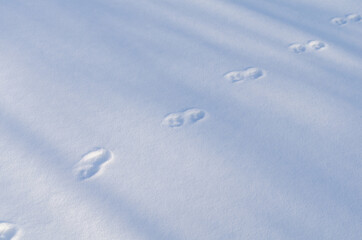 Traces of a wild beast in a clearing in the forest in winter.