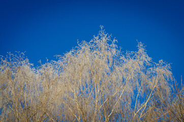 Gray branches on a blue background.