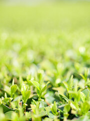 新緑のお茶畑　新茶