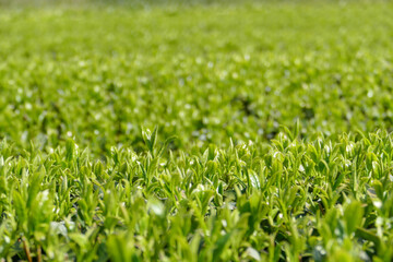 新緑のお茶畑　新茶