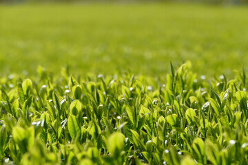 新緑のお茶畑　新茶