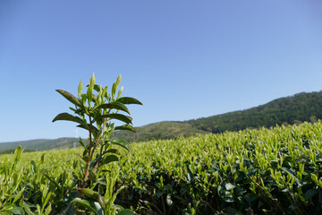 新緑のお茶畑　新茶