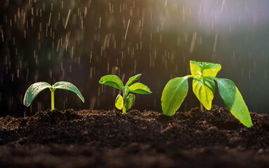 Young green sprouts growing in the garden in the rain. Watering plants. Gardening, agriculture and ecology concept