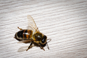 The bee sat down on the table.