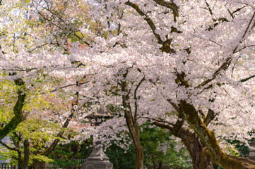 東京都千代田区九段の靖国神社に咲く桜