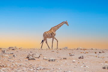 Tired giraffe walks on horizon