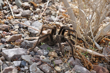 Tarantula, Nevada