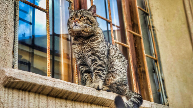 A gorgeous british tabby cat is sitting dreamily on the windowsill. Odesa. Ukraine