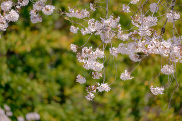 東京都千代田区九段の千鳥ケ淵に咲く桜