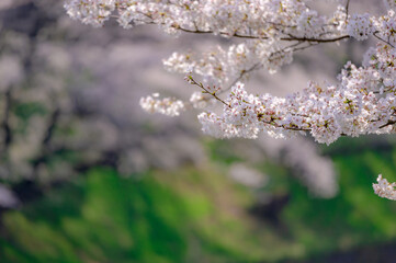 東京都千代田区九段の千鳥ケ淵に咲く桜