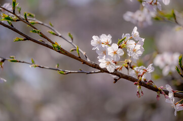 東京都千代田区九段の千鳥ケ淵に咲く桜