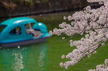 東京都千代田区九段の千鳥ケ淵に咲く桜