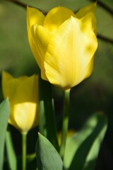 Tulipano giallo