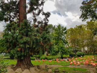 Flamingos im Kölner Zoo