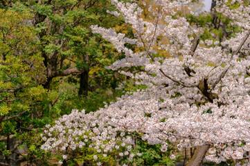 東京都港区赤坂にある乃木神社の桜