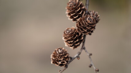 Macro photo of brown fir cones on a branch, selective focus, copy space.Beautiful banner with fir cones.Seasonal plants.